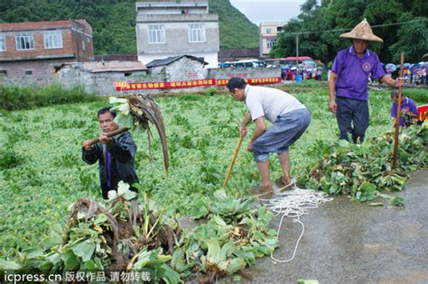 what are some invasive species in china